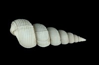 藏品(長海螄螺)的圖片